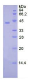 SDS-PAGE (CKB-792H).jpg